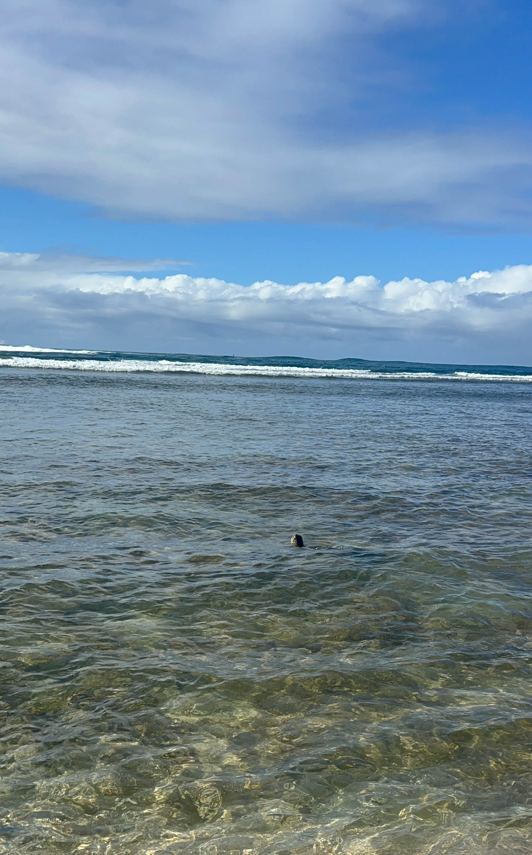 https://0201.nccdn.net/1_2/000/000/12a/fd7/hawaii-order-62.jpg