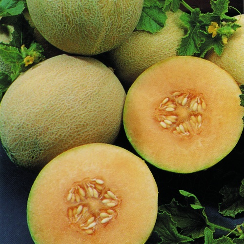 Rock Melon Melon Seeds 30 Organic- 3 Types Candy Melon Sweet 'A' Saurus 