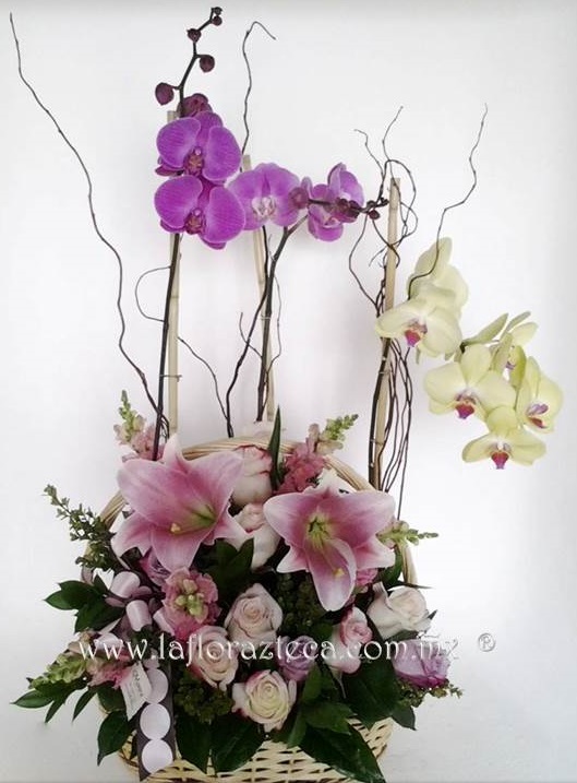 LFA-OT012
Precio $2,970