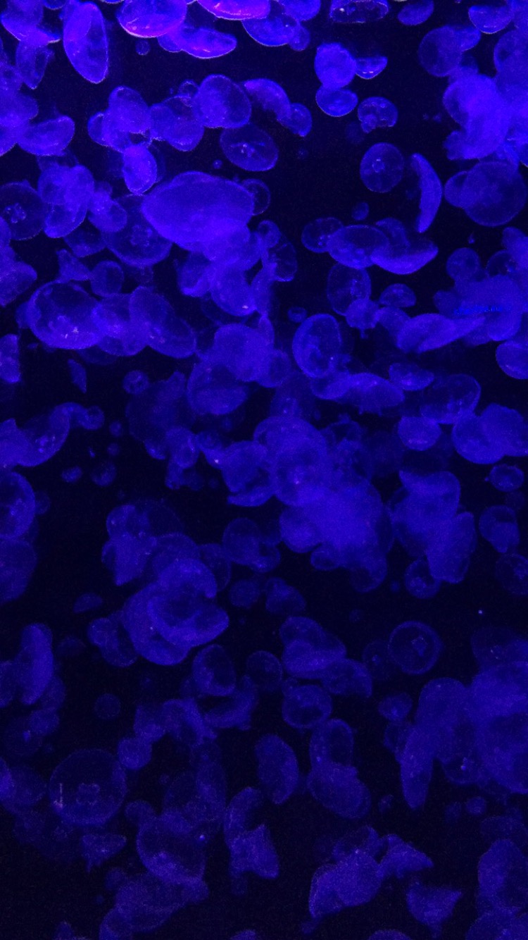 "Jellyfish 3" 2016
Baltimore Aquarium