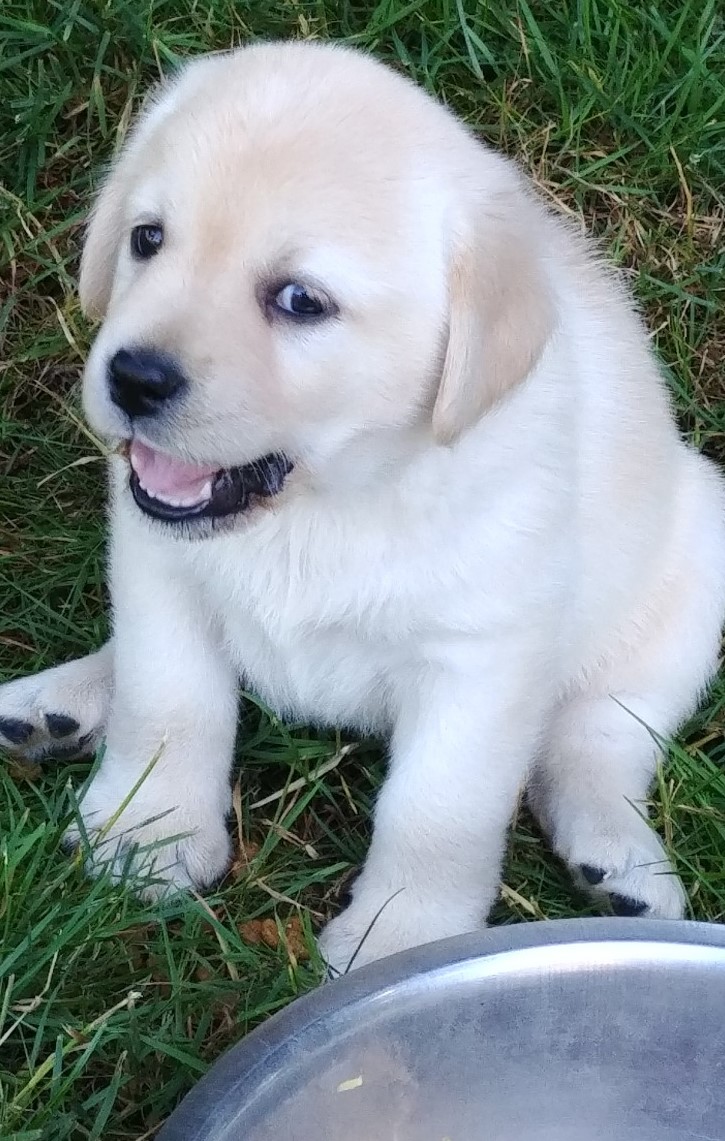 https://0201.nccdn.net/1_2/000/000/12b/d74/puppy6--7-wks.jpg