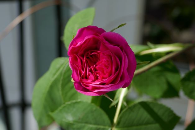May 20, 2022 - From Dale A. in Richmond: My first rose of the season - Gertrude Jekyll, in a pot on the patio. I moved all of my David Austin roses out of the bed they were in last fall, and didn't find a place for Gertrude, so she is in a pot, and seems to be quite happy!