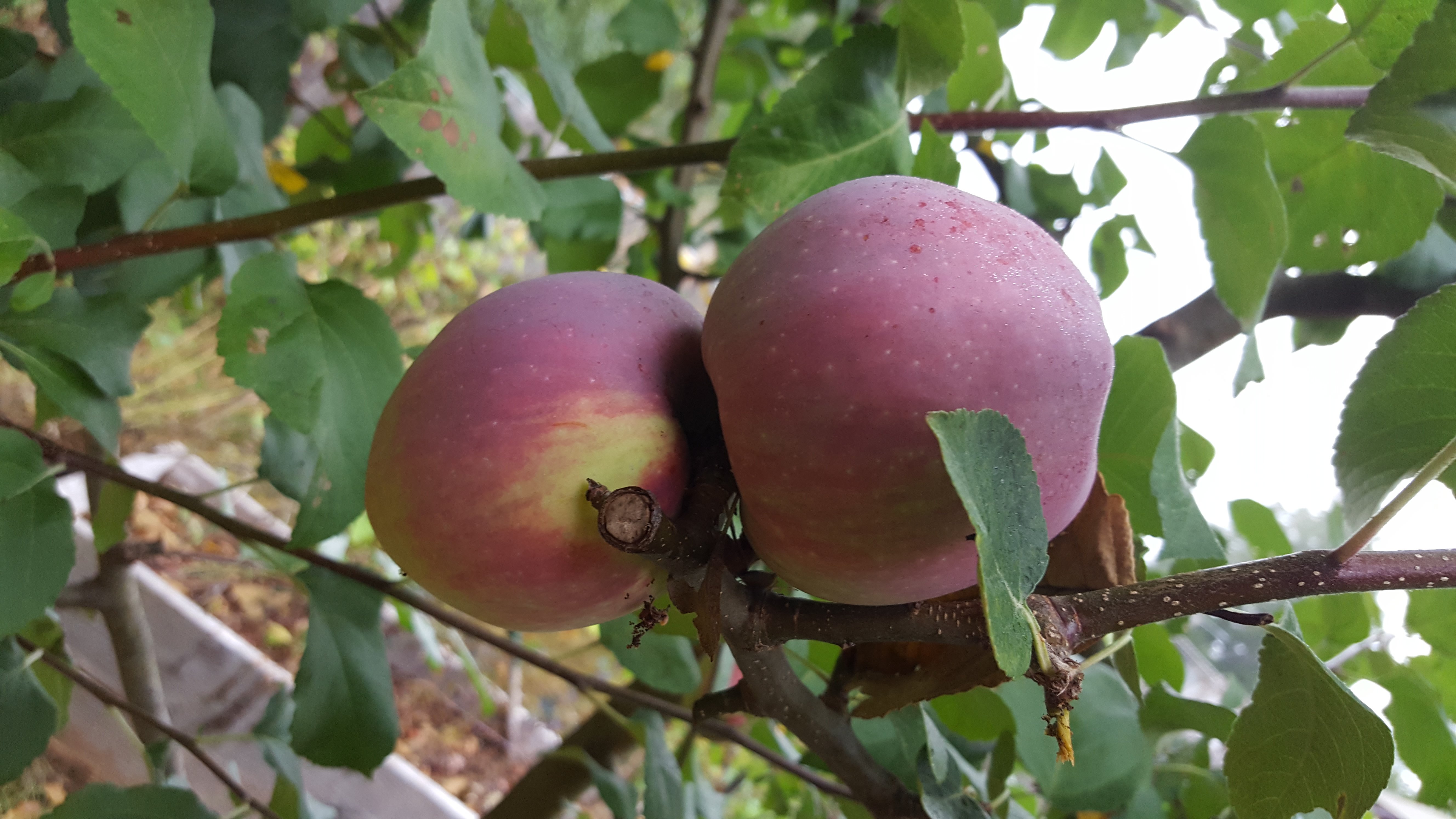 "I used the fertile mulching treatment (Garden Information Leaflet #4) on two apple trees and they are happier than they've ever been. They've been diseased and bug-ridden about seven years before that. I tried dormant spray, etc. That helped, but not like this."