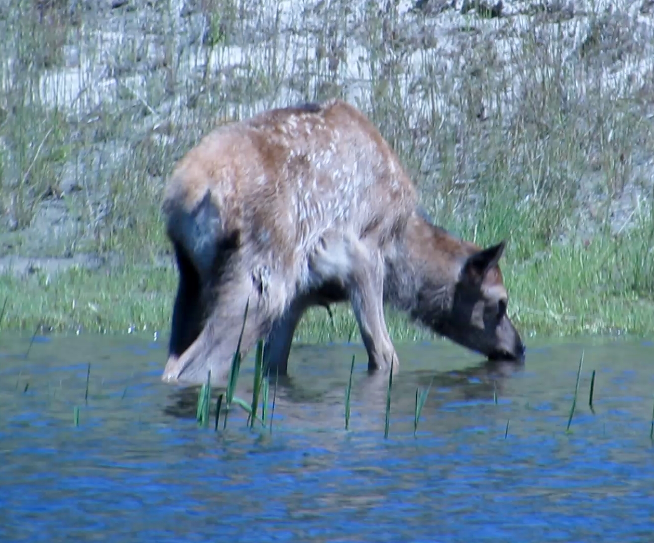 Elk Calf Mystery?
