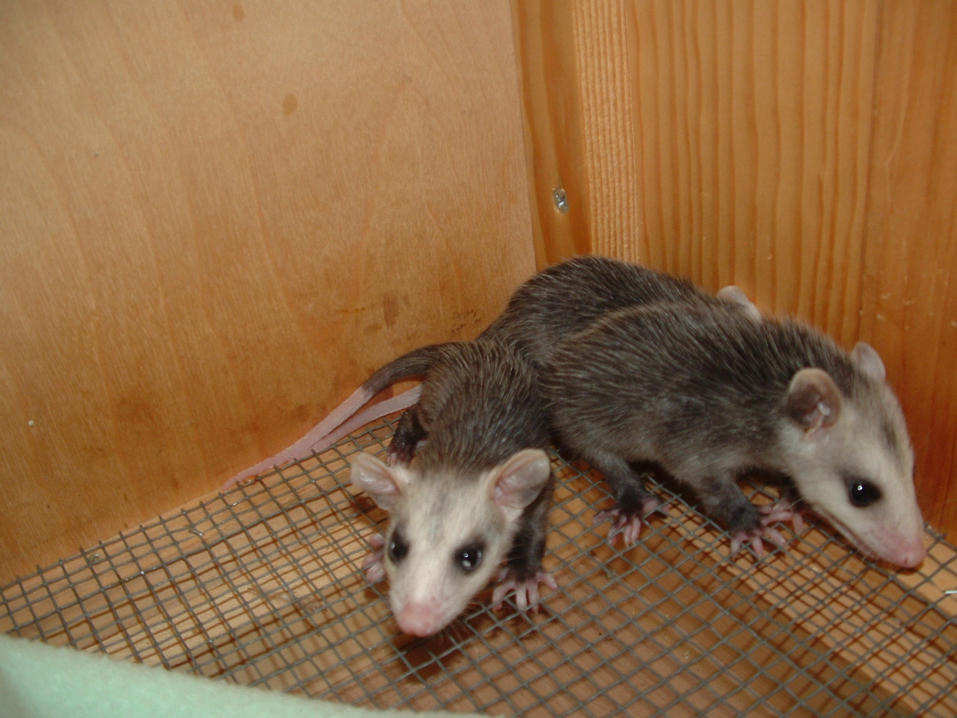 Where is the rest of our hair?