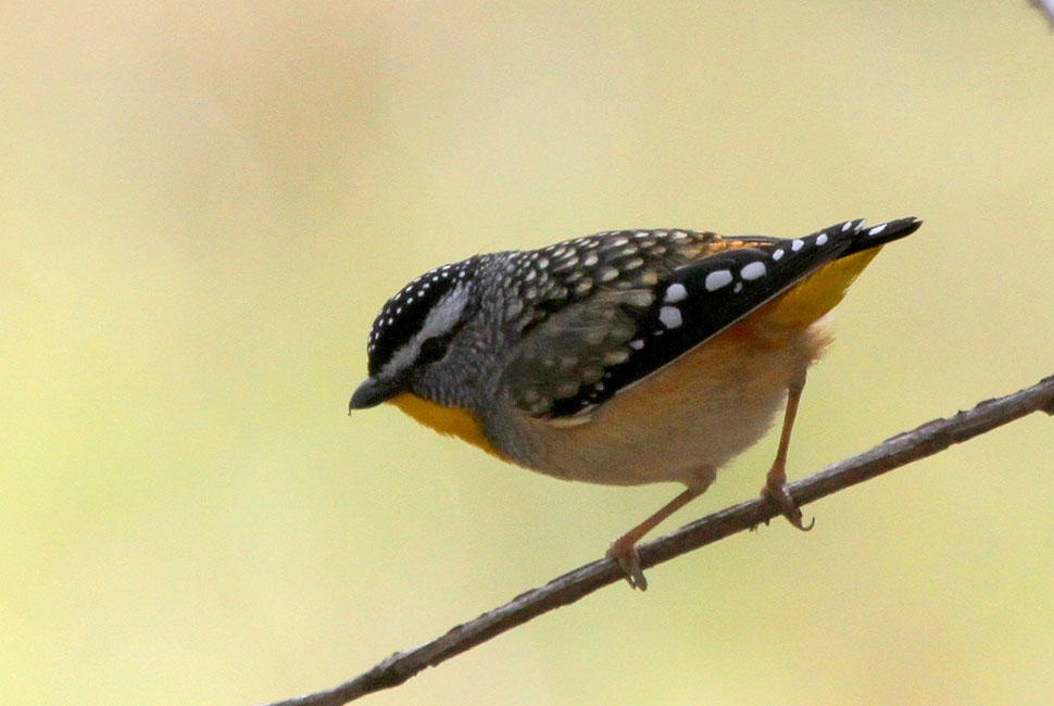 Spotted Pardalote