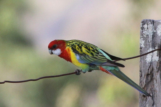 Eastern Rosella