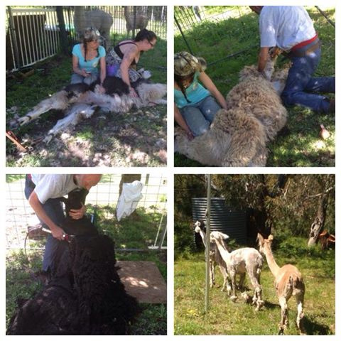 Photo: Thanks to the wonderful volunteers Brooke and Nicola, for helping out with the shearing of the sanctuary's resident and rescued Alpaca"s and Lilly the sheep. Mwah