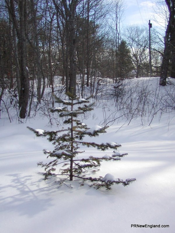Lonely Pine in Winter