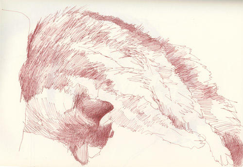 Cosmo - catnapping 2 (Pen and sepia ink)