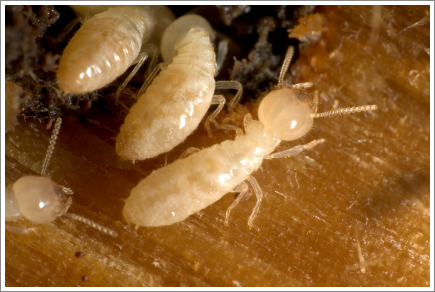 Raspberry crazy ants||||