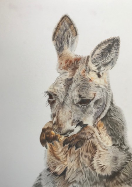 Kangaroo - Gary's Spirit Animal
9x12
Hot Press Watercolor