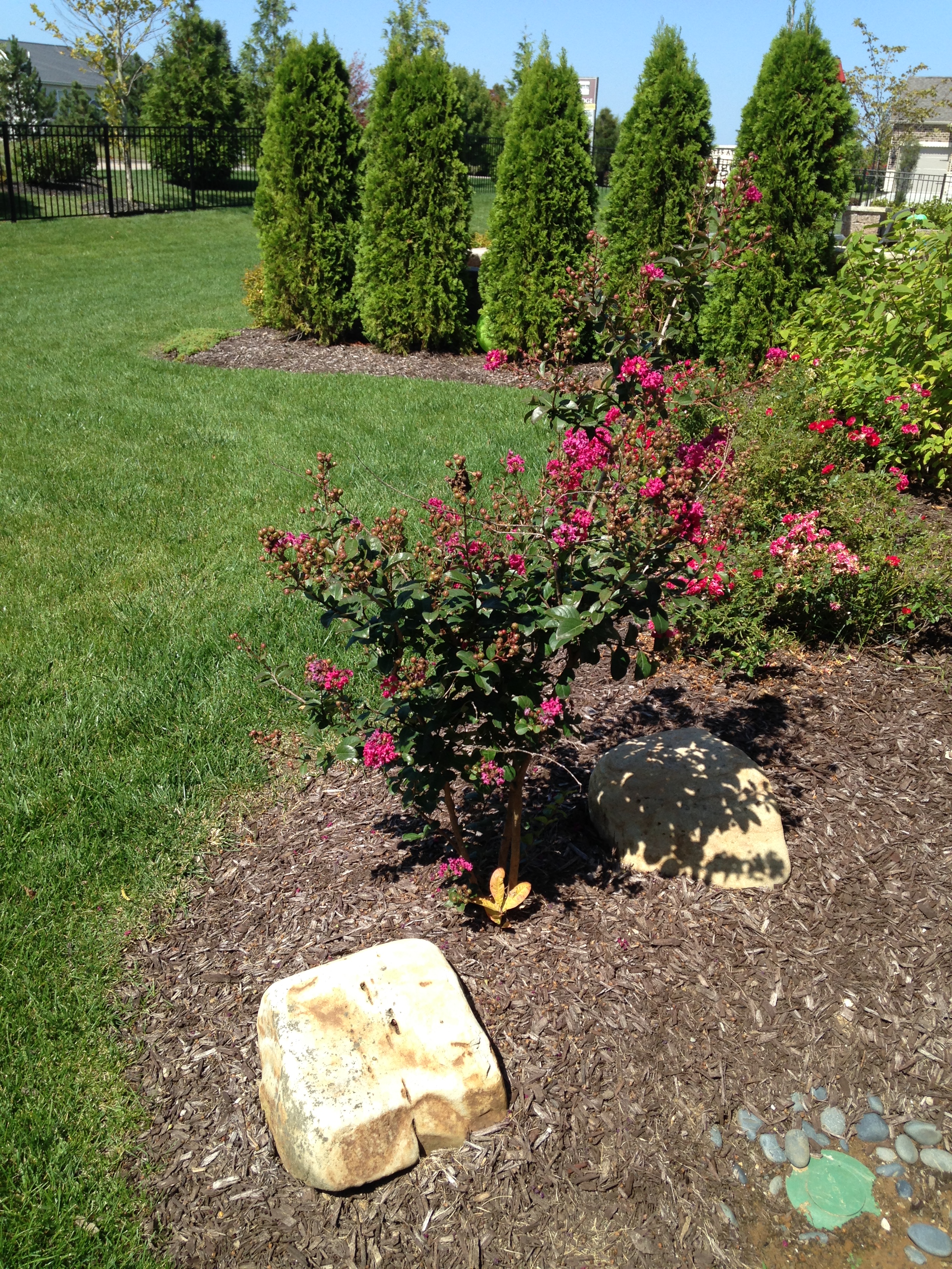 https://0201.nccdn.net/1_2/000/000/12e/02b/tonto-crepe-myrtle.jpg