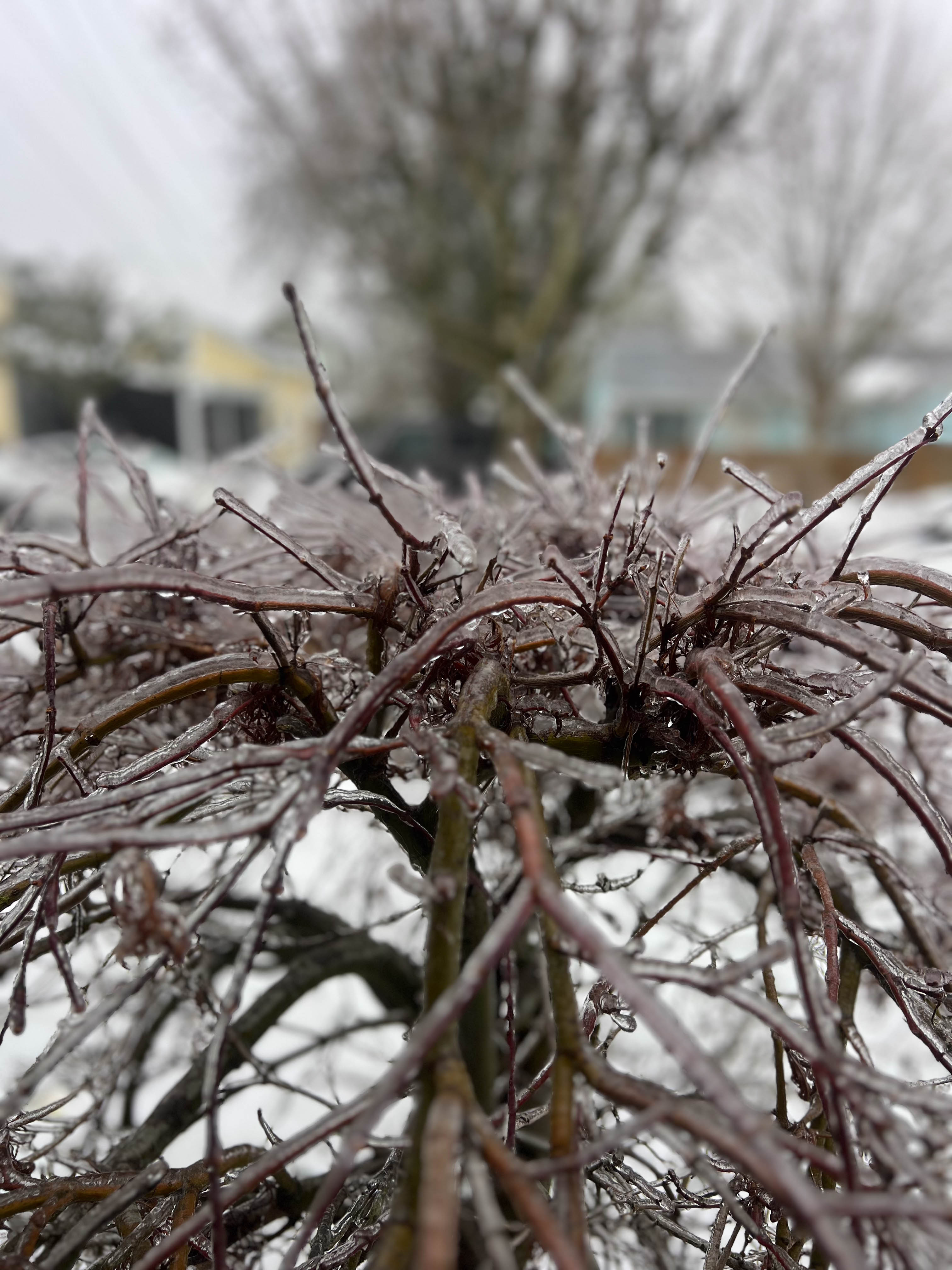 Just a big ice storm that cancelled a bunch of shows