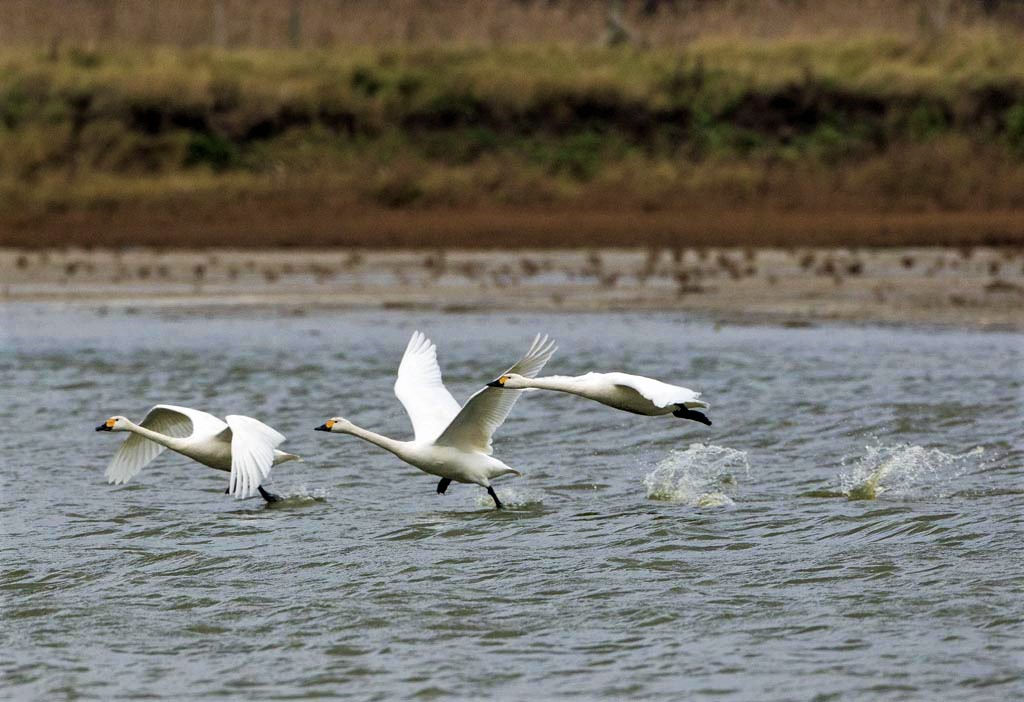 Bewick's Swans Taking Off.