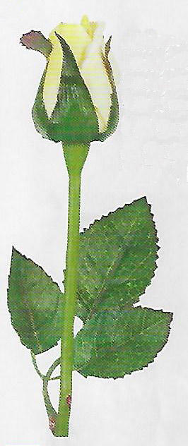 Yellow Rose Bud Stem - Item # DHTC10980
24" tall. Packed 12.