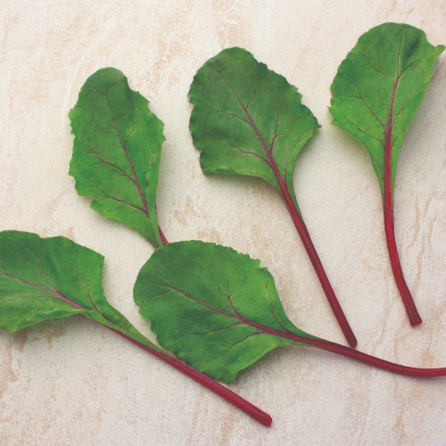 Beet Fresh Cool Beet Fresh Cool