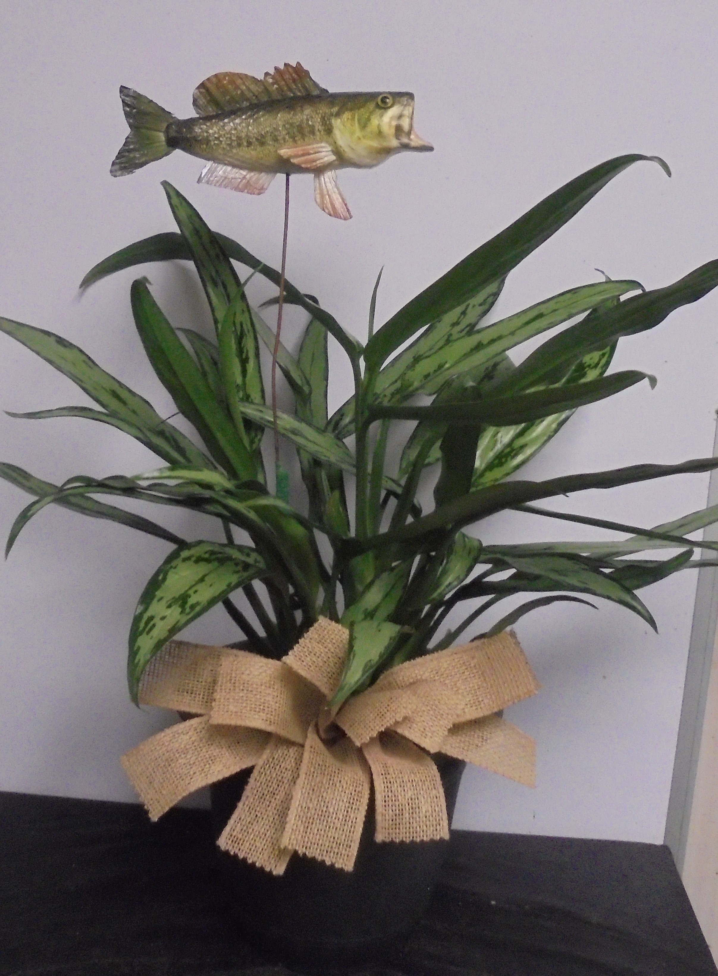 (19) "Chinese Evergreen" Plant
W/ Fish
$45.00
