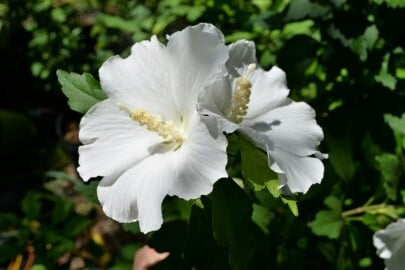 Pure White Rose of Sharon