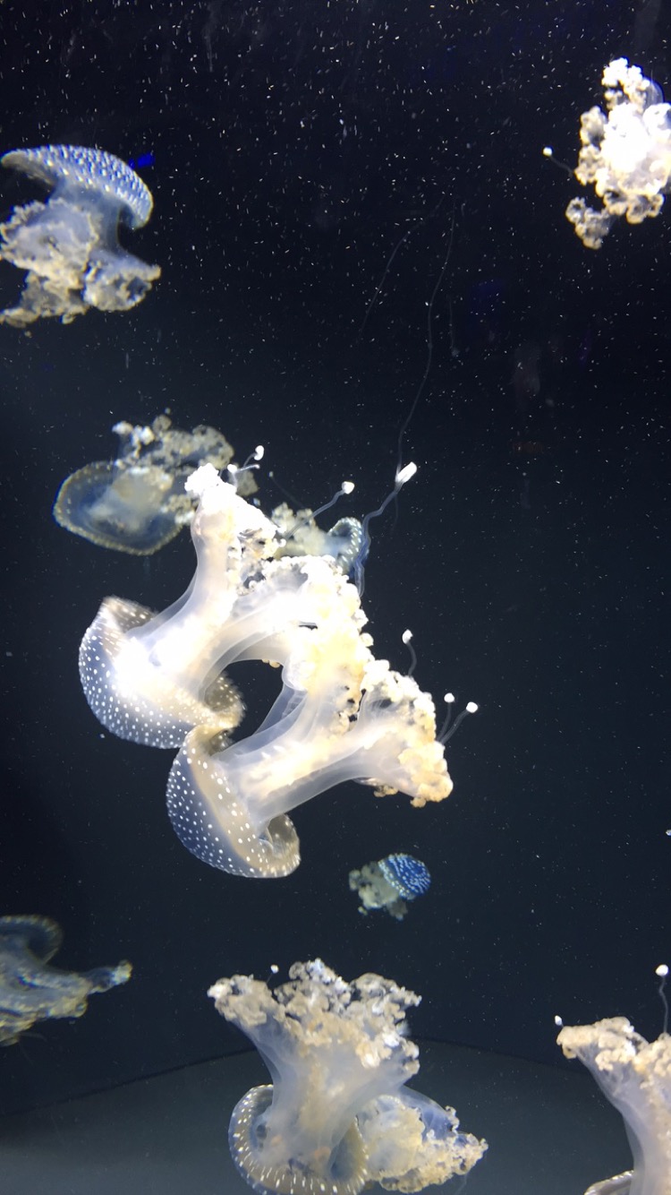 "Jellyfish 4" 2016
Baltimore Aquarium