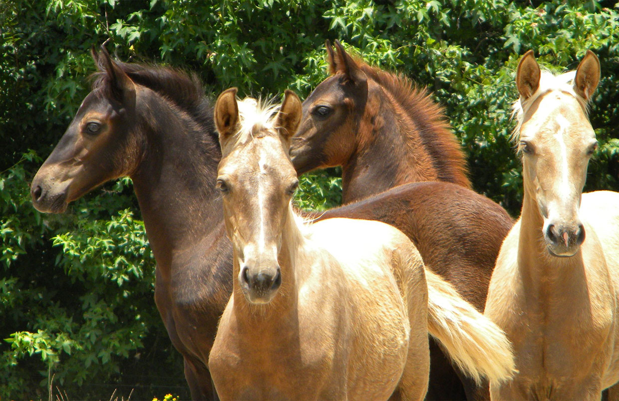 Heart Foals