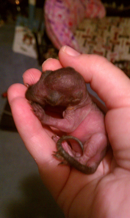 newborn baby squirrel