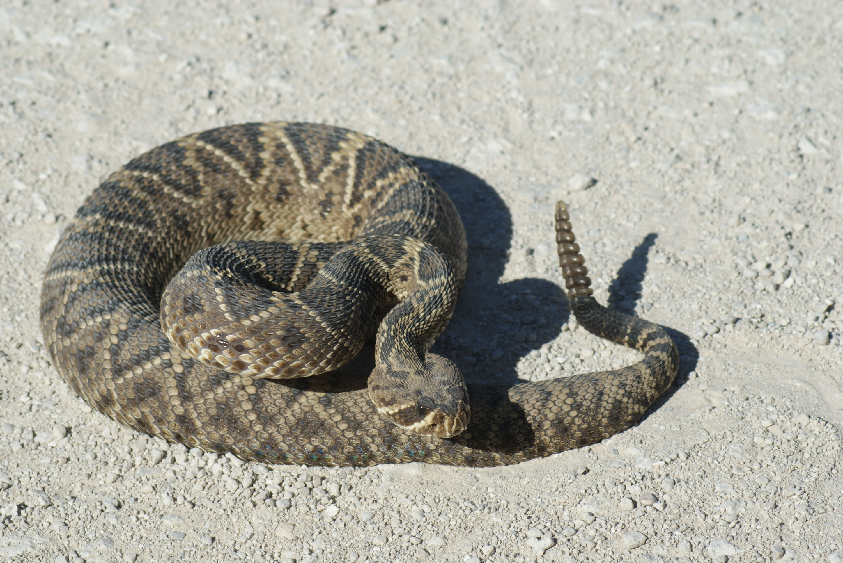 https://0201.nccdn.net/1_2/000/000/130/228/snake-diamondback-rattler--2-.jpg