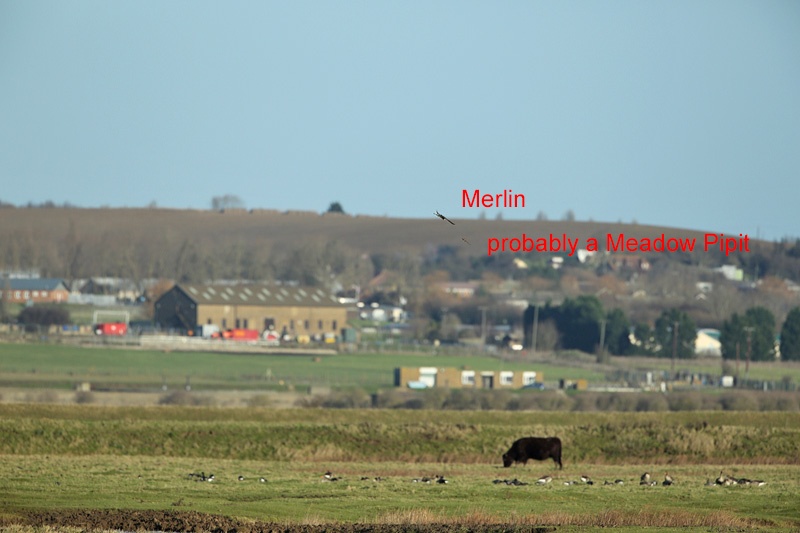 Merlin Passerine Chase