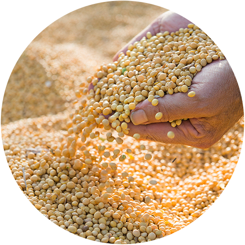 Productores Agrícolas de Elota S.A. de C.V. - Acopio de granos Productores Agrícolas de Elota S.A. de C.V. - Acopio de granos