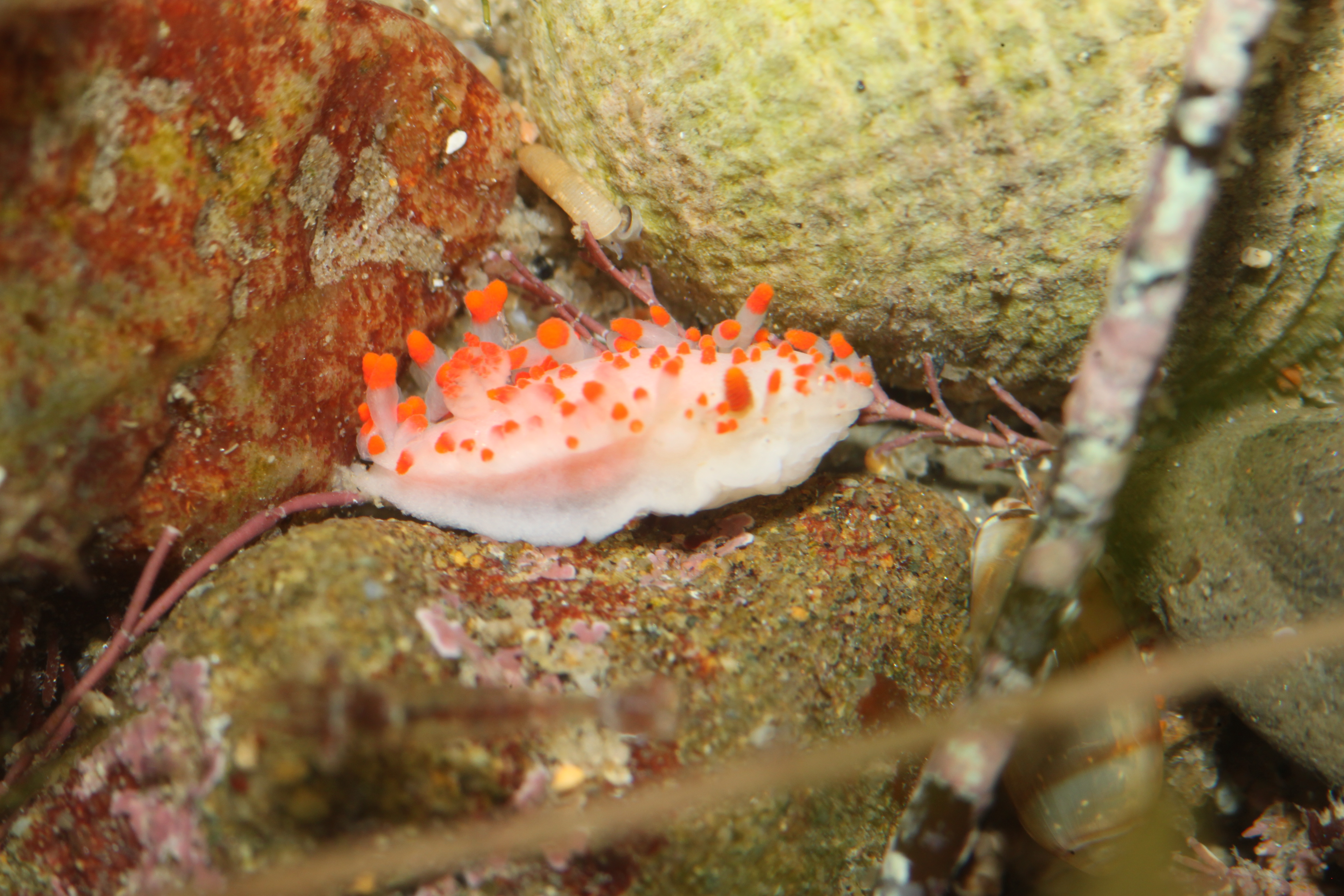 Dorid (Triopha sp.)