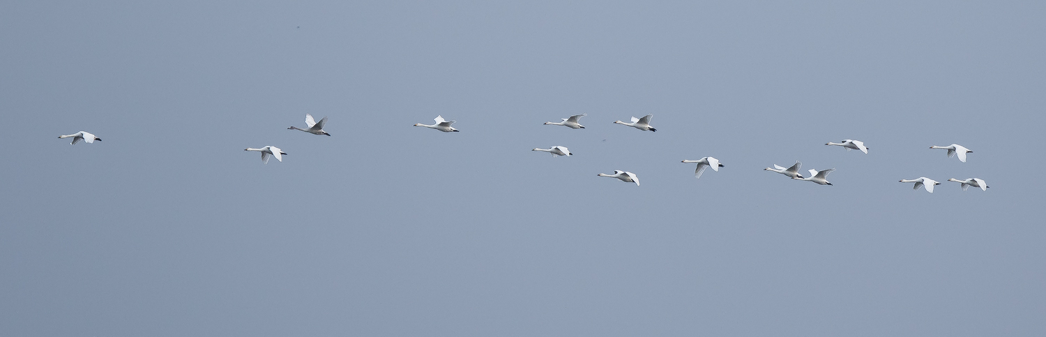 Fifteen Bewick's Swan