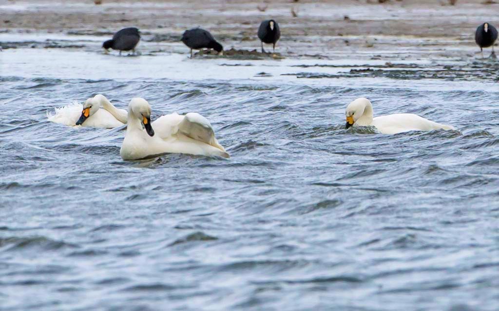 Pennyface, Blackneb, Yellowneb.