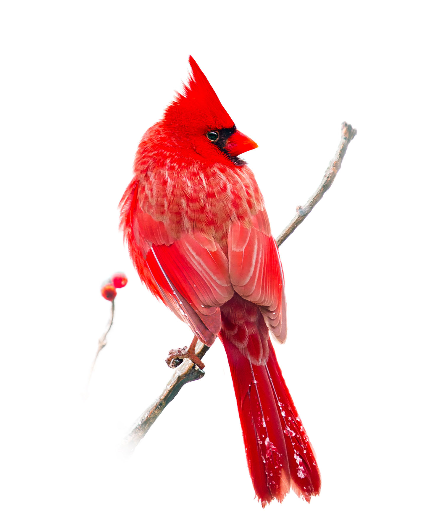 Northern Cardinal 3