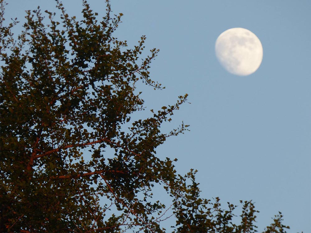MOON AND TREES