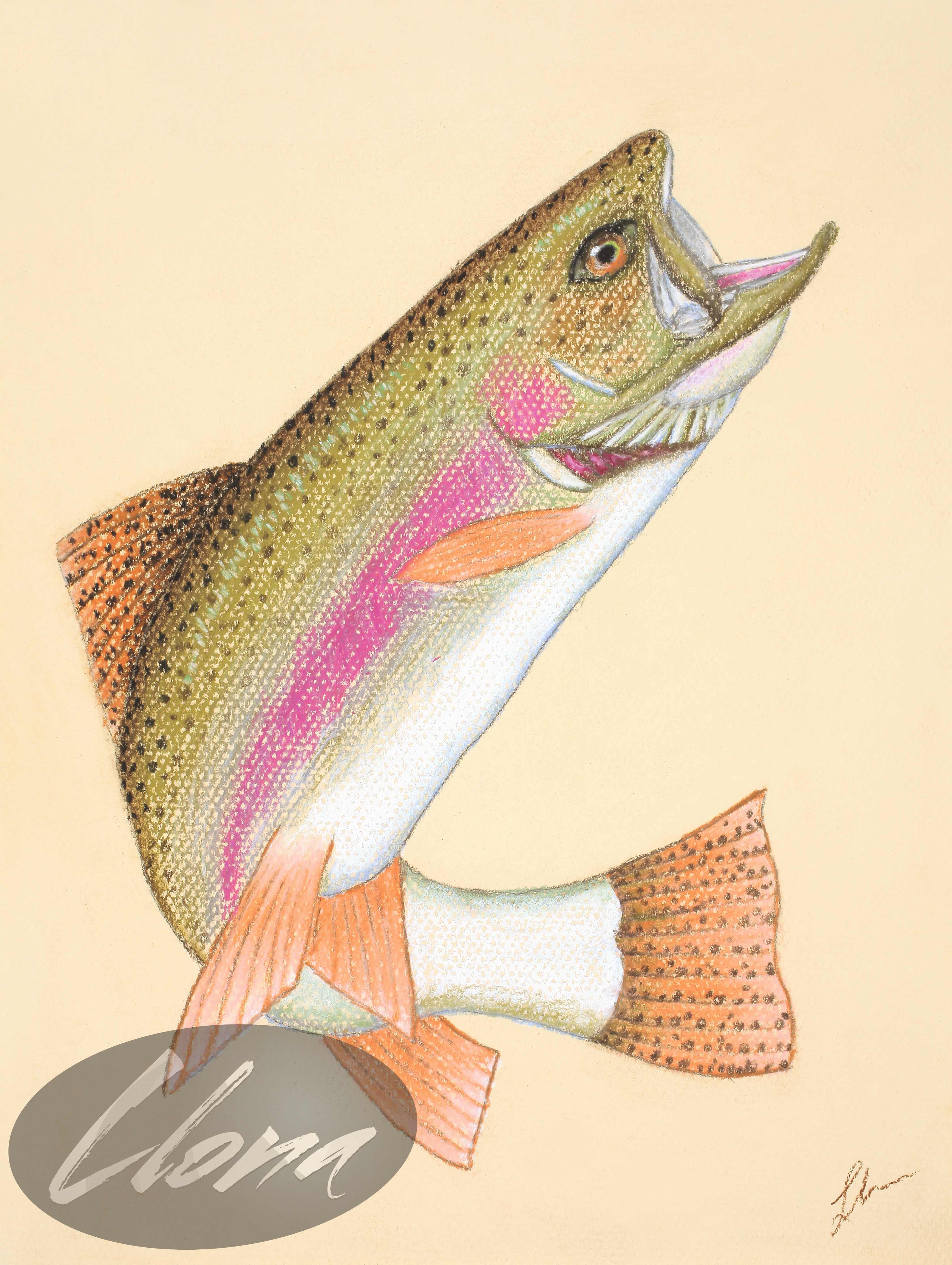 Rainbow Trout One - 2020