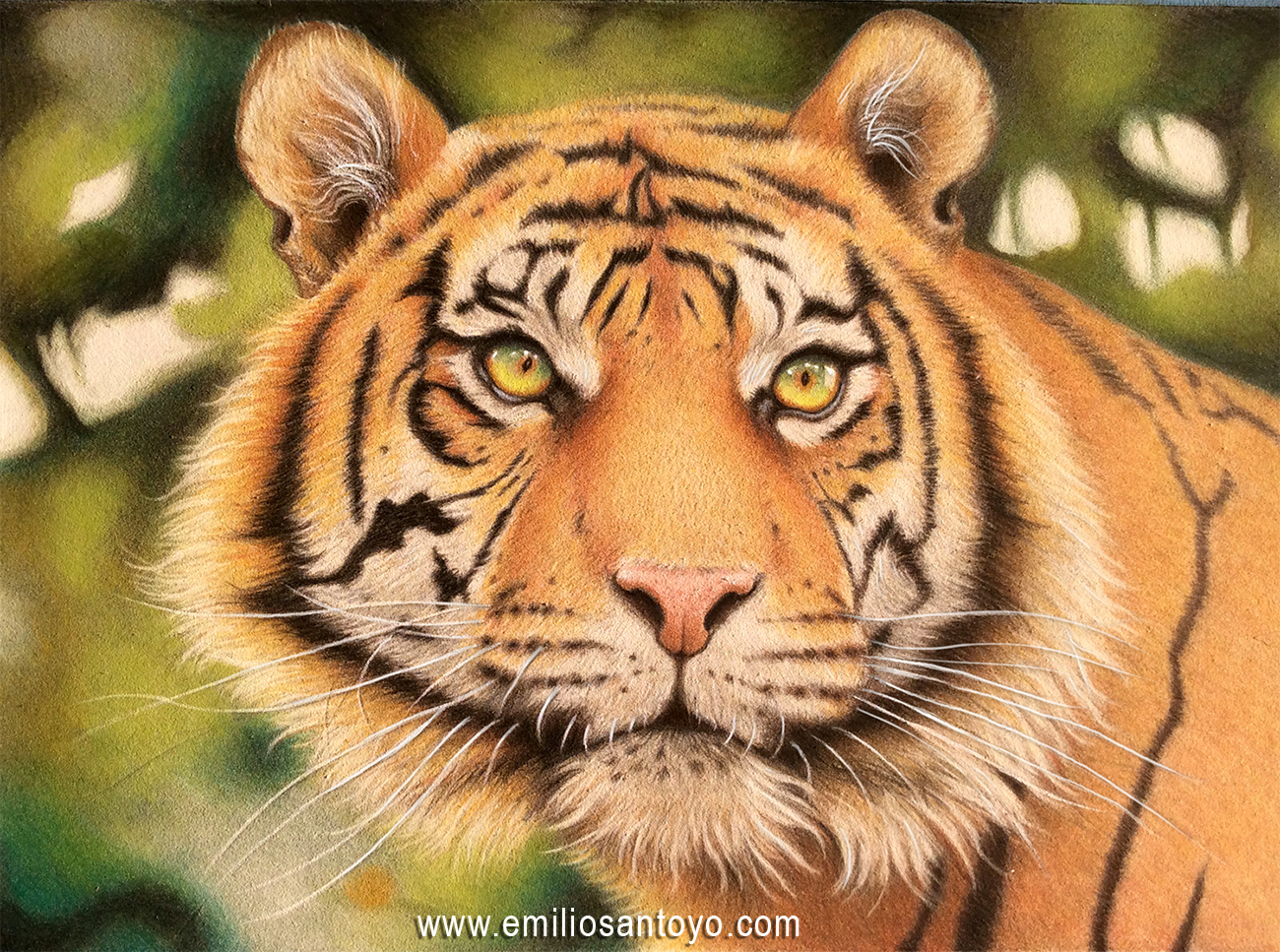 Tiger in Colored Pencils