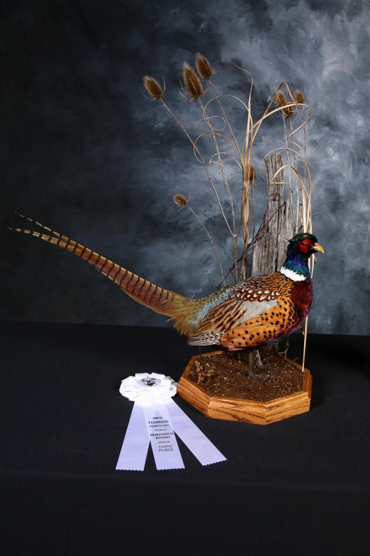 standing pheasant bird taxidermy
