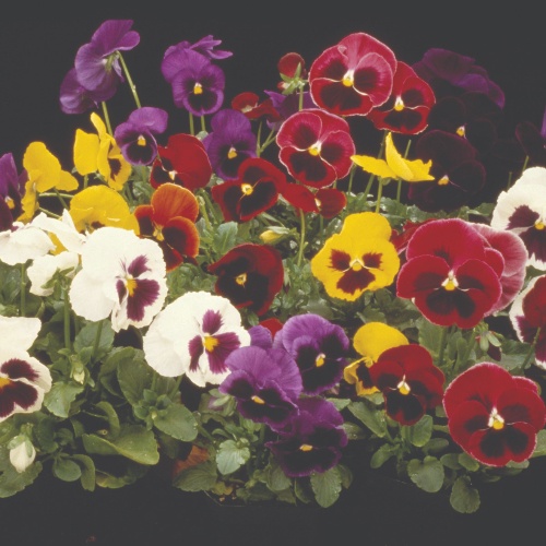 Twilley Seed Pansy & Viola