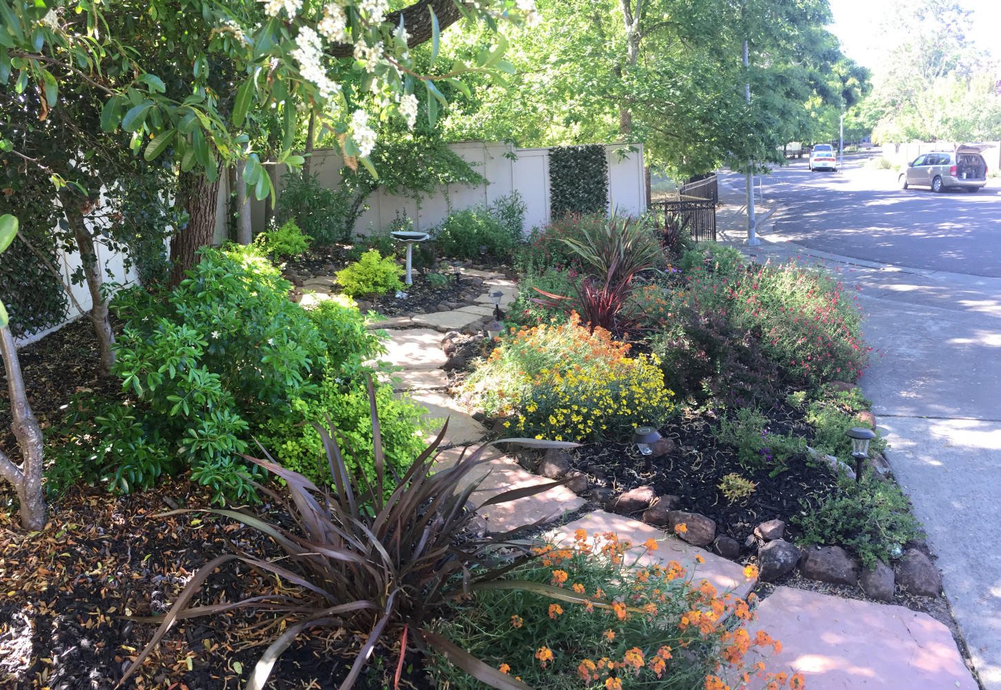 AFTER - A rainbow of blooms for a dramatic effect in this side yard that gets many deer visitors. 