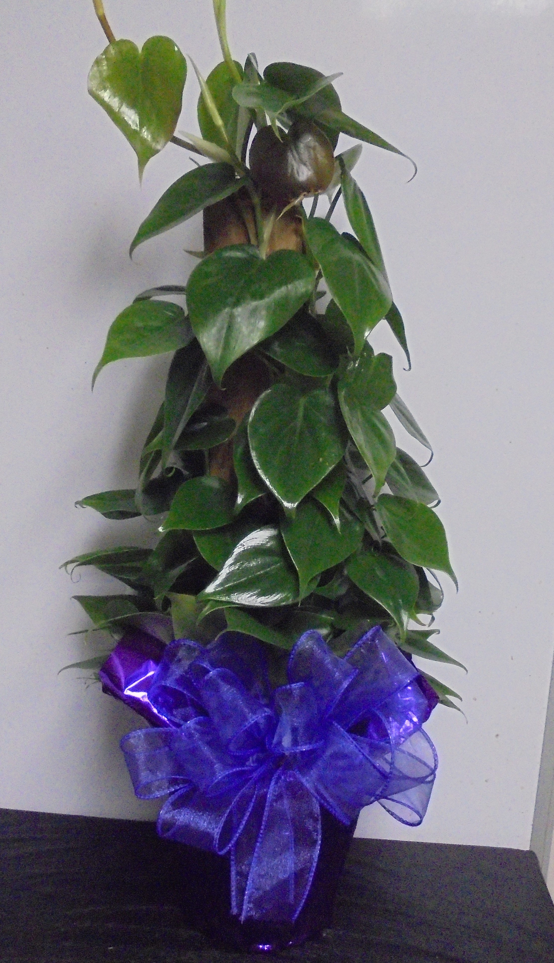(13) "Heart-Leaf" Philodendron Plant
$40.00