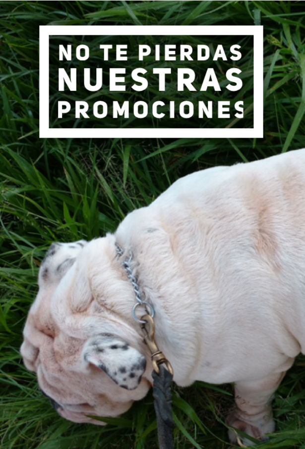Perro bulldog en el césped con texto promocional 'No te pierdas nuestras promociones'.