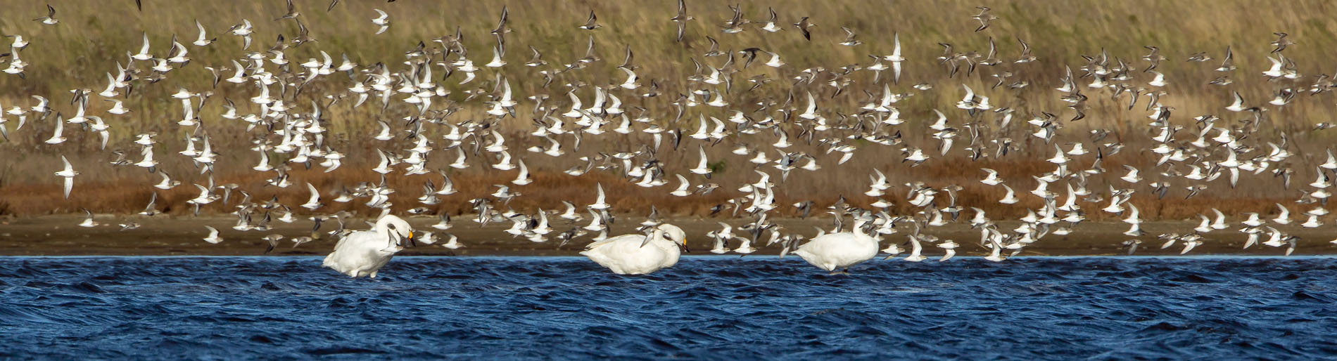 Two Bewick's Swans joined by one more adult. Two Bewick's Swans joined by one more adult.
