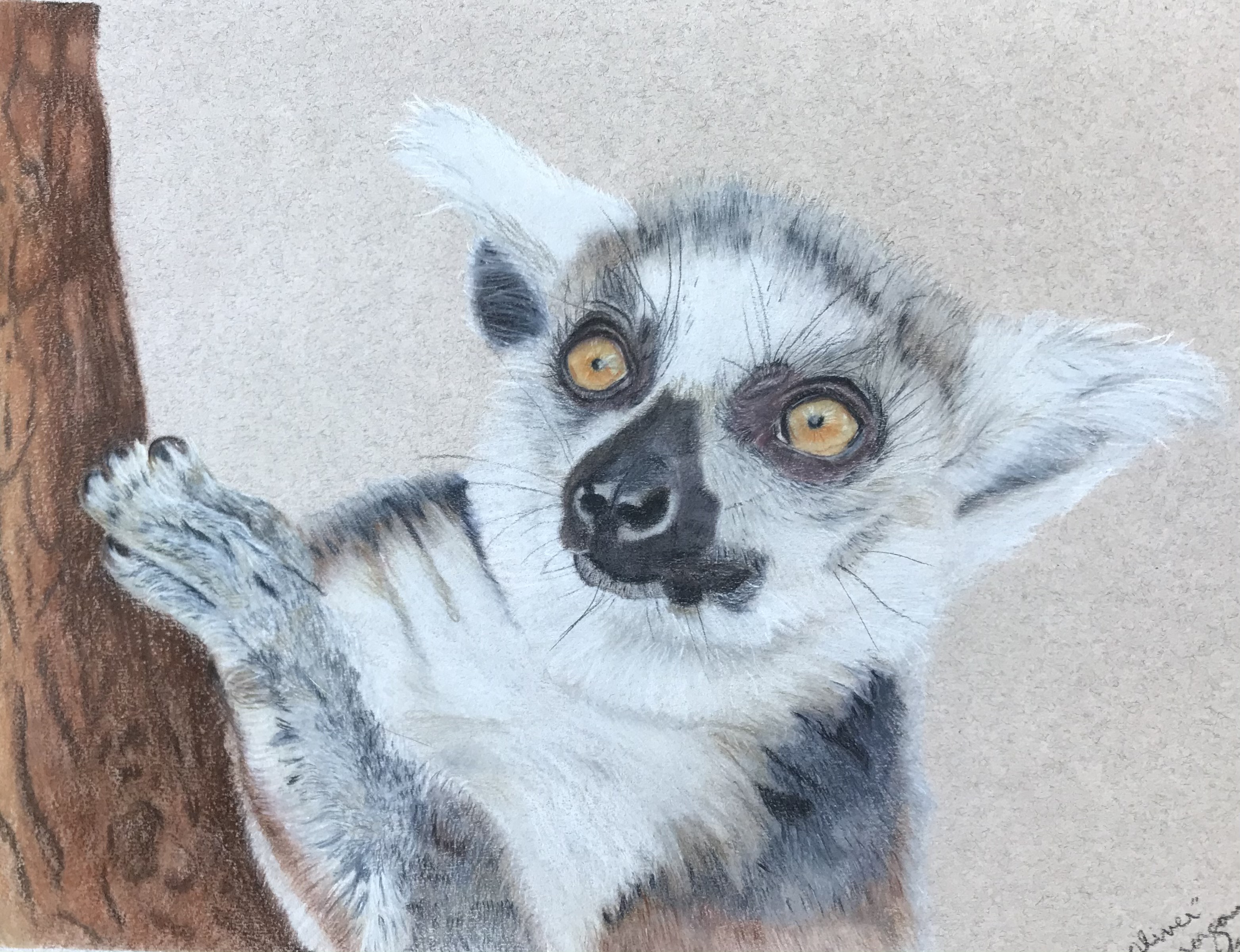 "Oliver" - Lemur
9x12
Mixed Meda Vellum with OMS