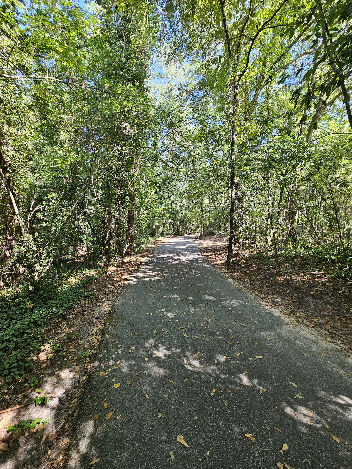 A road between trees