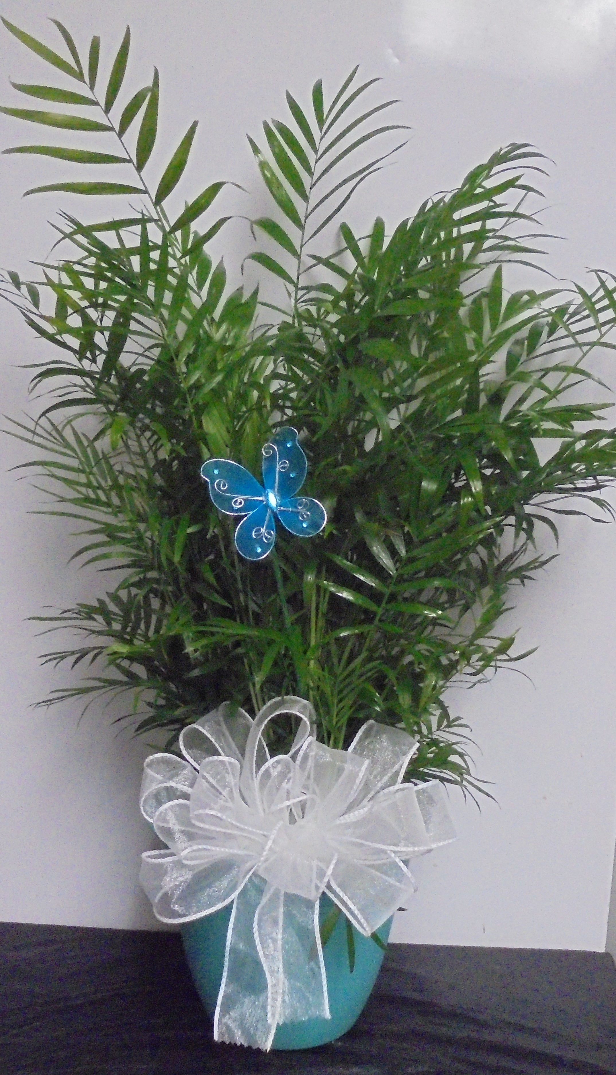(5)  Palm Plant
W/ Butterfly
$40.00