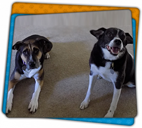 About Home Dog Training Melbourne Fl Palm Bay Area