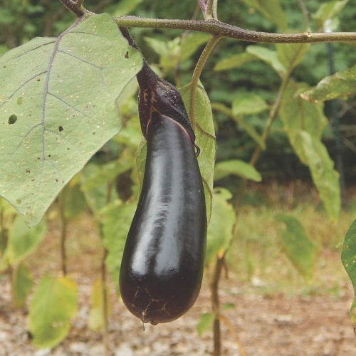 Eggplant Shikou Eggplant Shikou