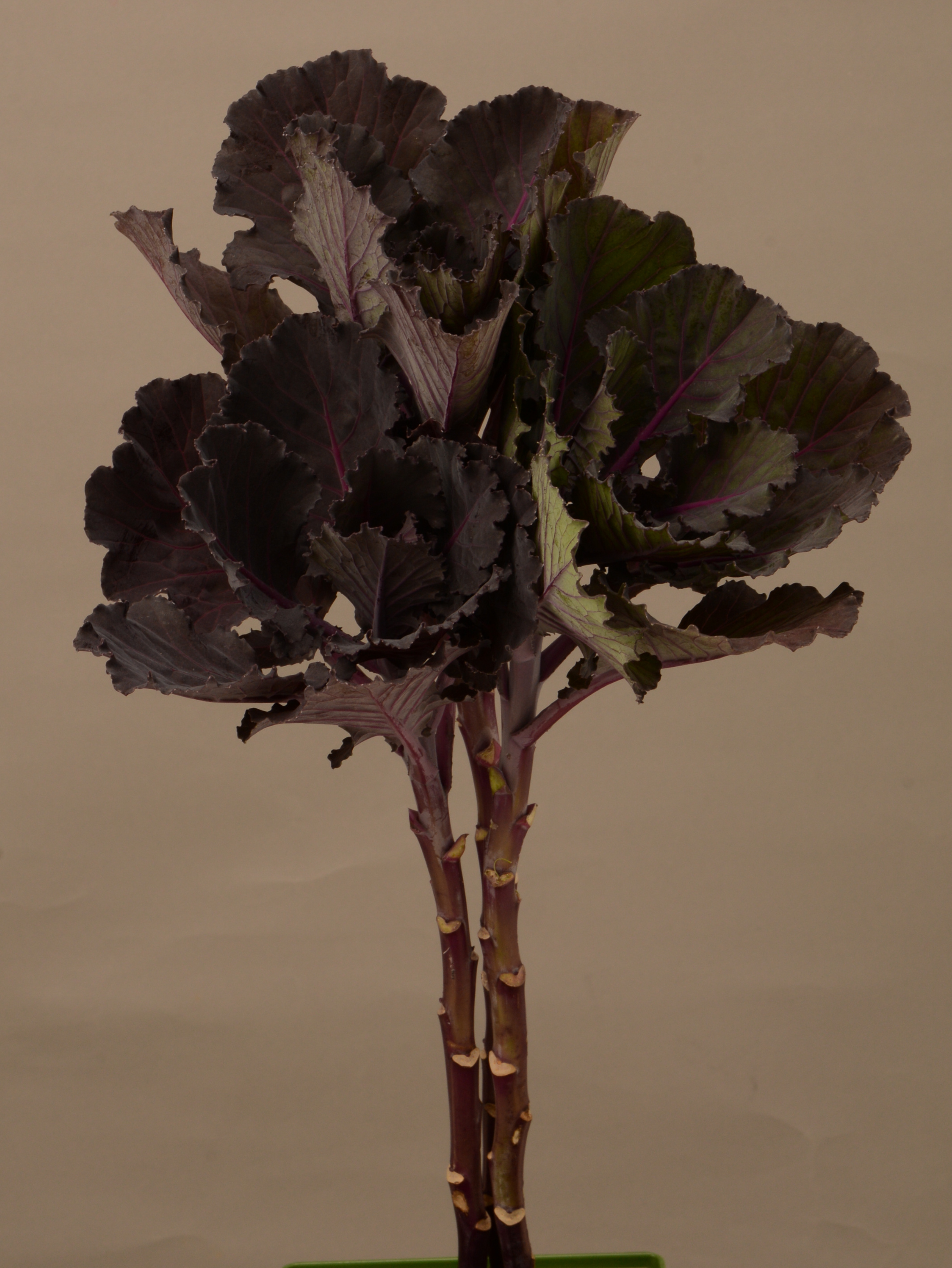 Flowering Kale, Black Leaf