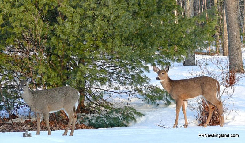 Maine deer at first light
