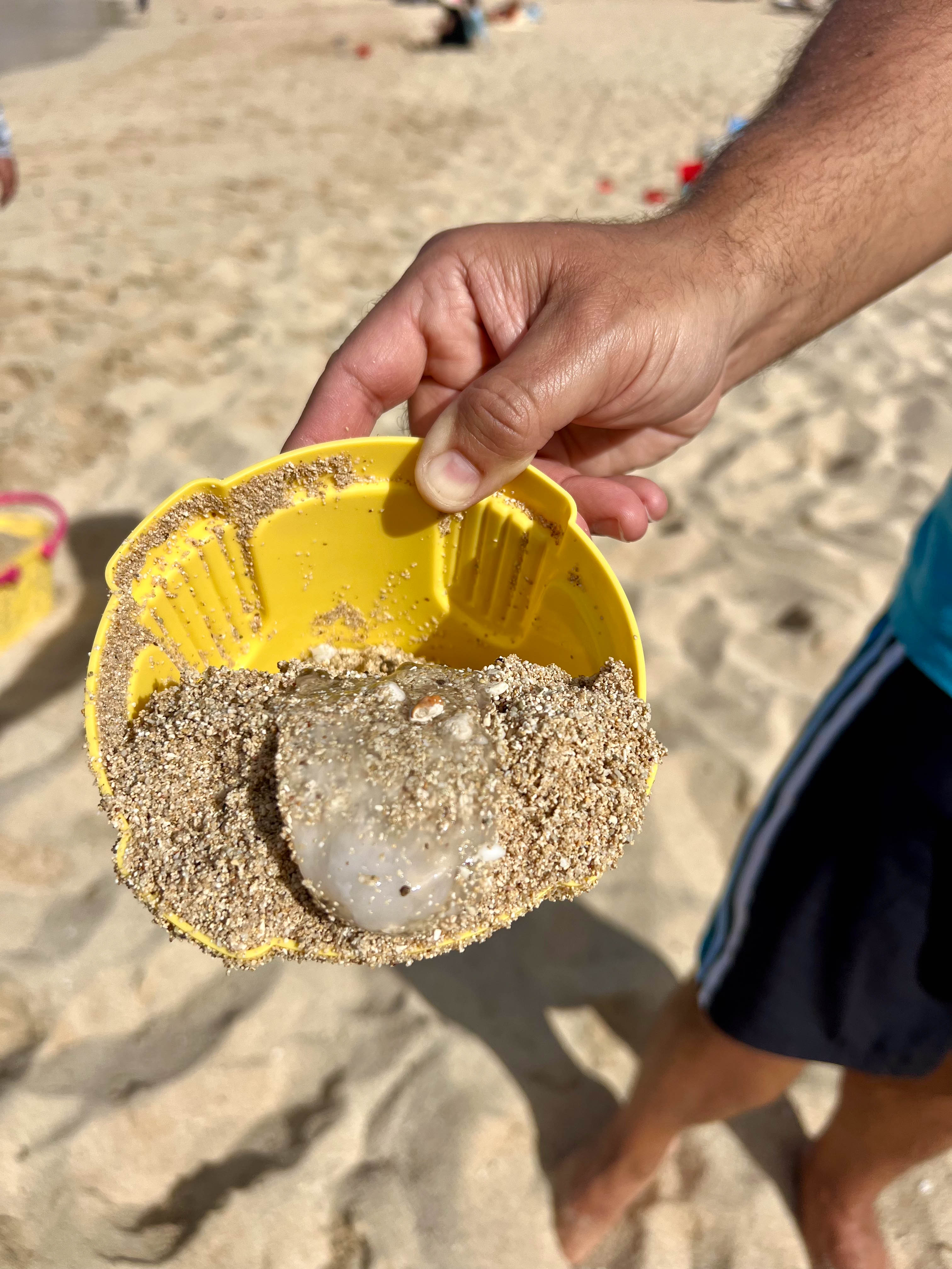 On our last day, the jellyfish showed up